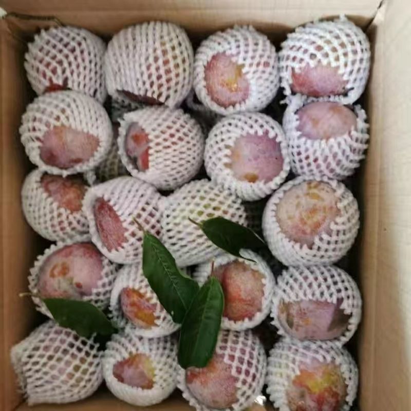 【电商】正宗福建芙蓉李承接各大电商
