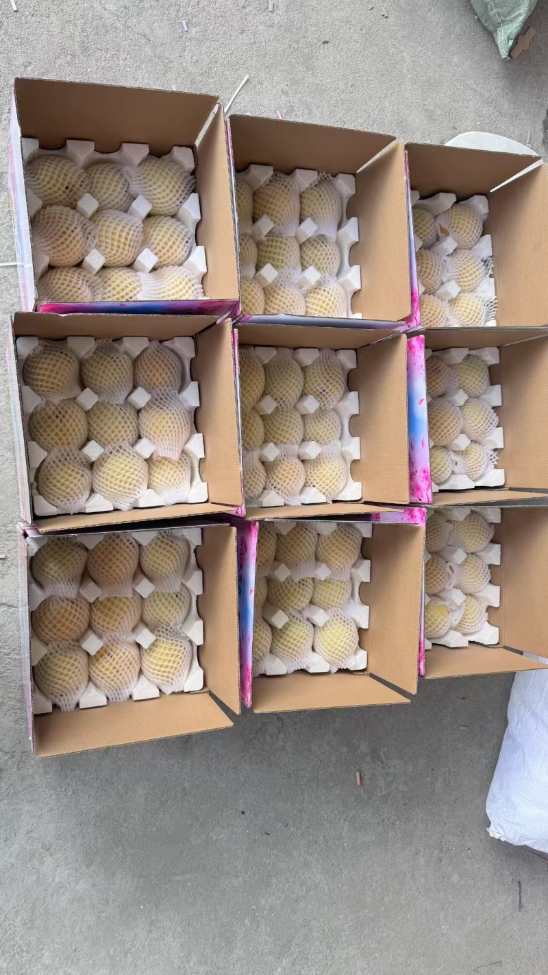 炎陵锦绣黄桃产地一手货源现摘现发保质保量支持一件代发