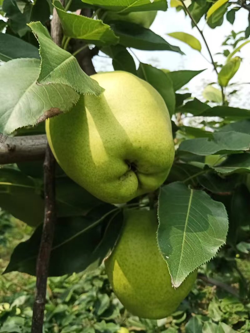 脆甜早酥梨
