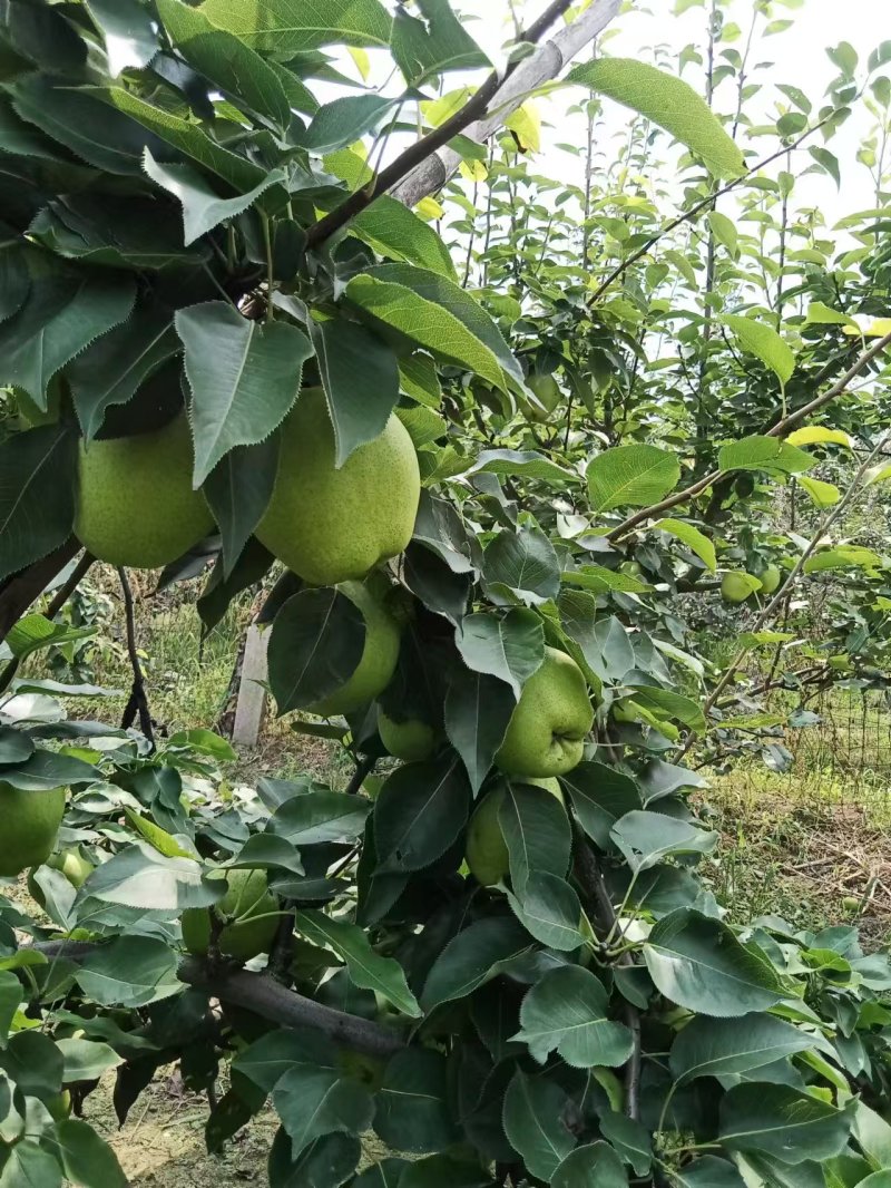 脆甜早酥梨