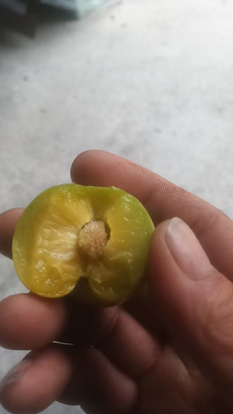 阿坝州茂县青脆李开始上市了