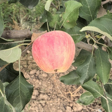陕西咸阳，纸袋嘎啦，颜色靓丽，口感独特，对接批发