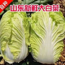山东大白菜产地直供大量有货诚信经营量大价优欢迎来电
