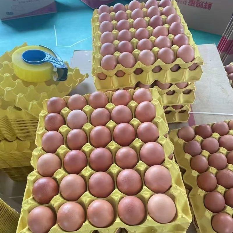 精品红壳鸡蛋