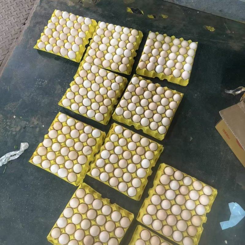 精品鸡蛋
