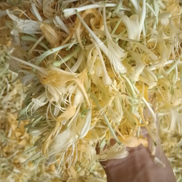 金银花