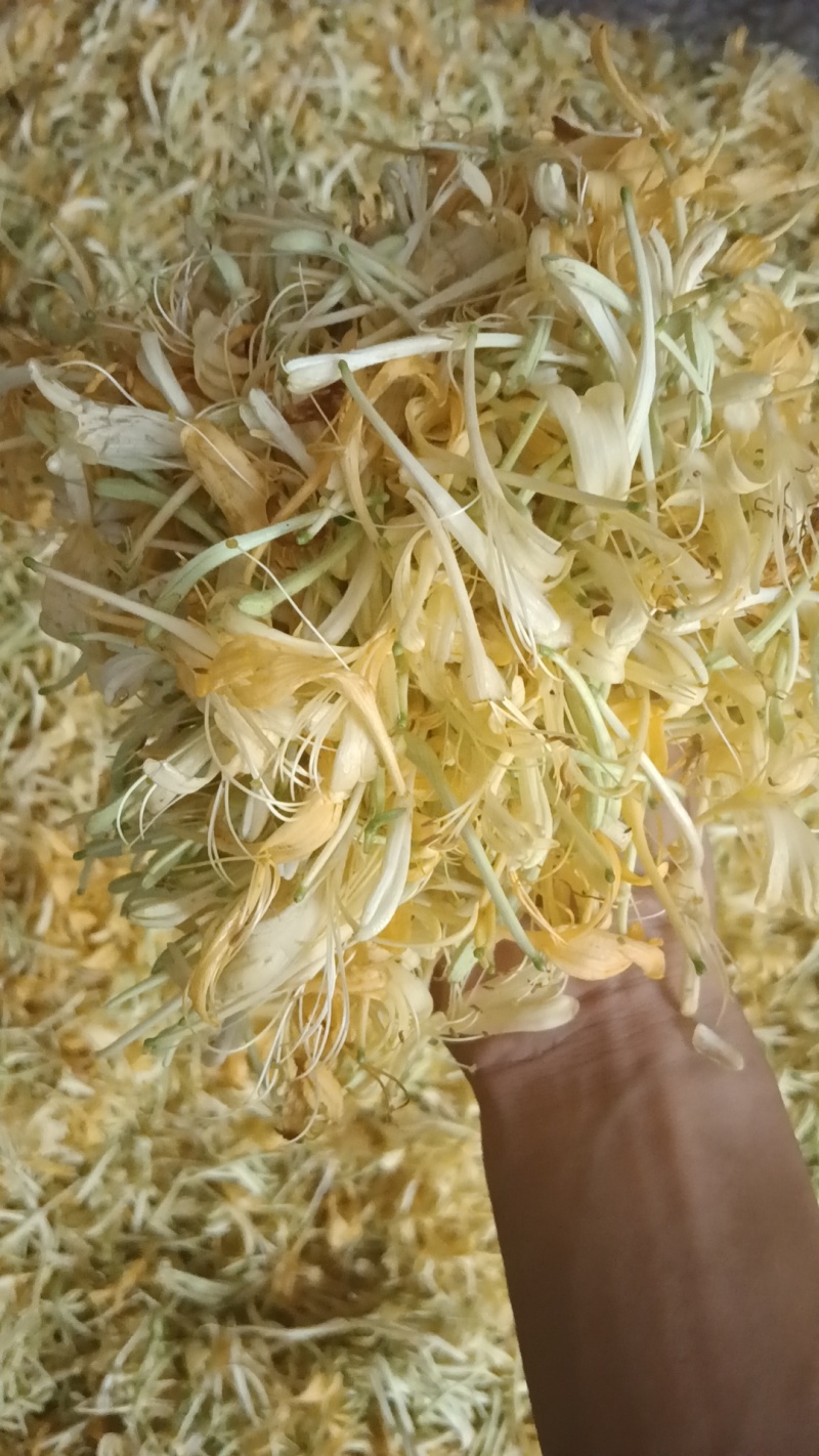 金银花