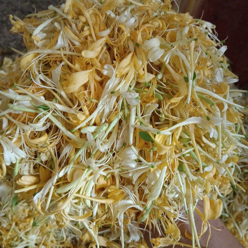 金银花