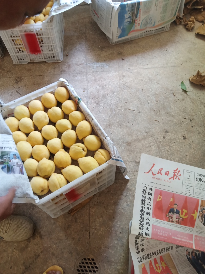 套袋黄桃