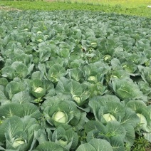山东甘蓝圆包菜产地直供量大价优欢迎来电咨询