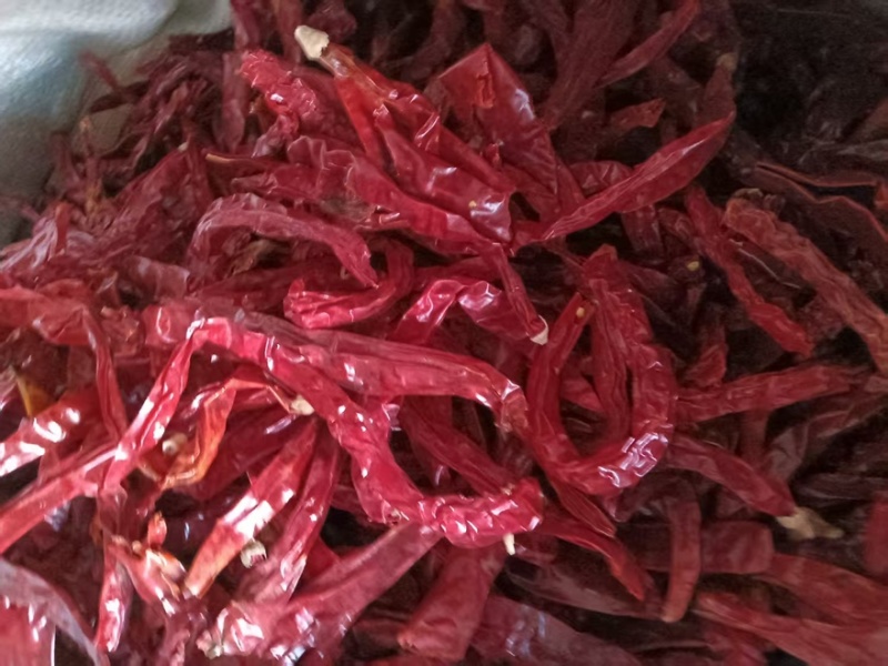 二荆条辣椒厂家直销品种齐全供应市场批发商电商商超