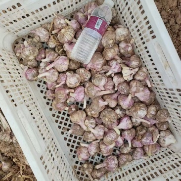 蒜头紫皮大蒜产地直发需要联系价格不贵