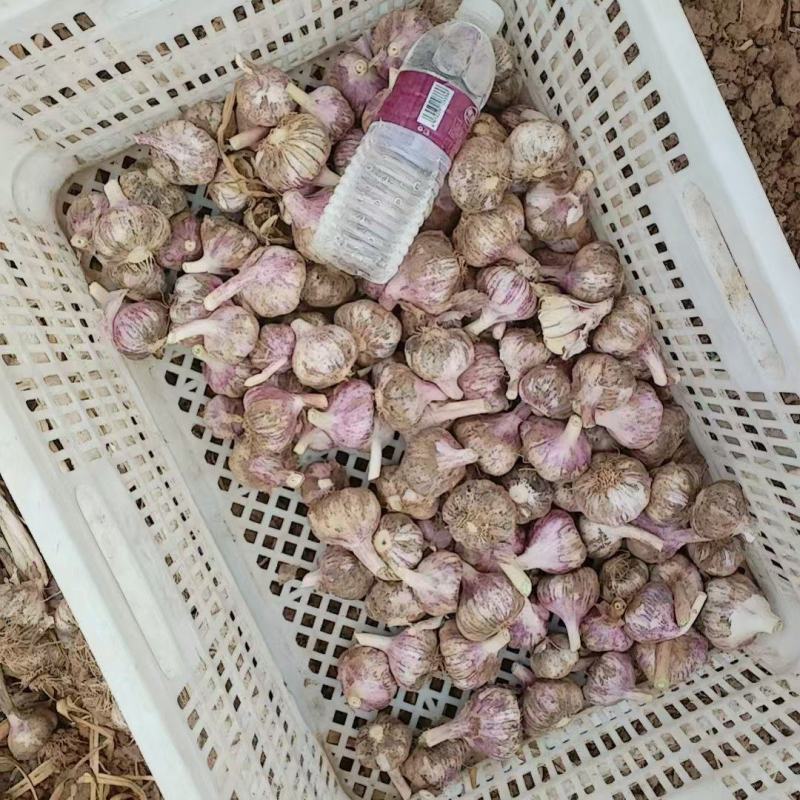蒜头紫皮大蒜产地直发需要联系价格不贵