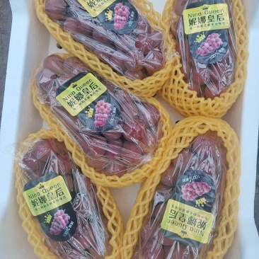 妮娜皇后葡萄欢迎采购