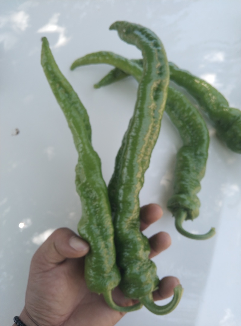 高原夏菜临洮产区辣椒上市中