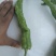 高原夏菜临洮产区辣椒上市中