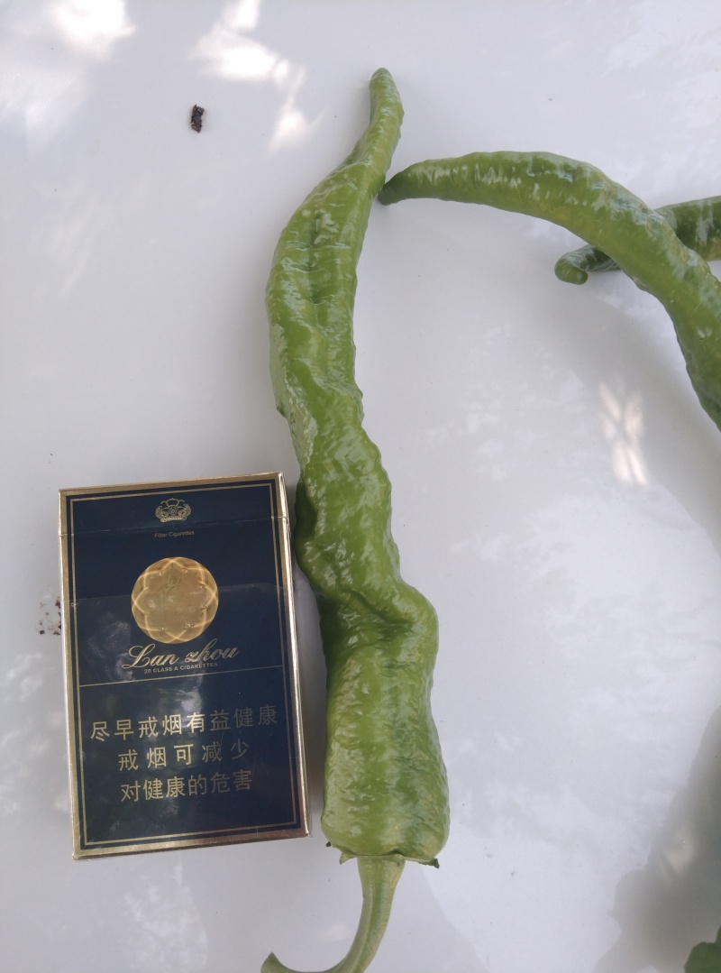 高原夏菜临洮产区辣椒上市中