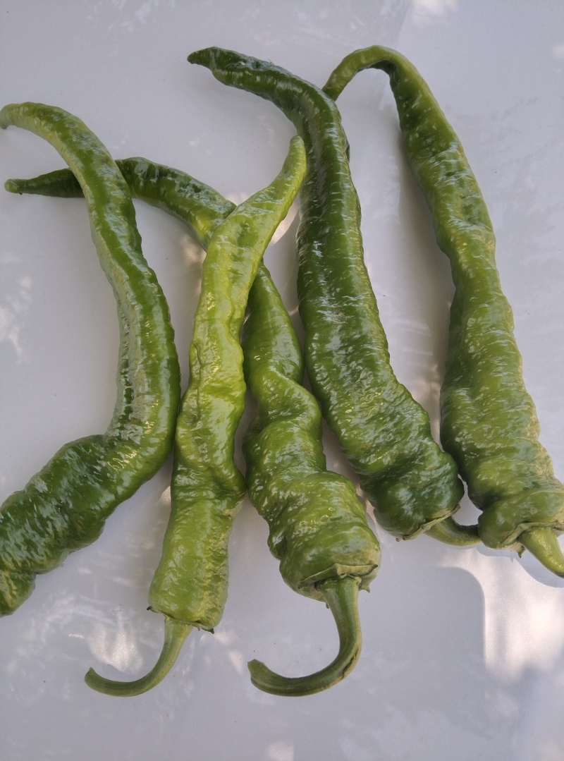 高原夏菜临洮产区辣椒上市中