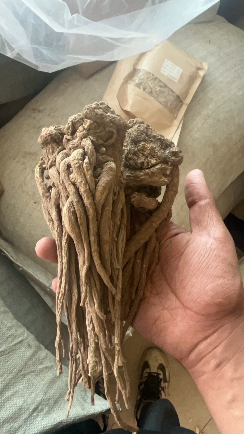 精品当归规格齐全量大从优质量保证欢迎咨询