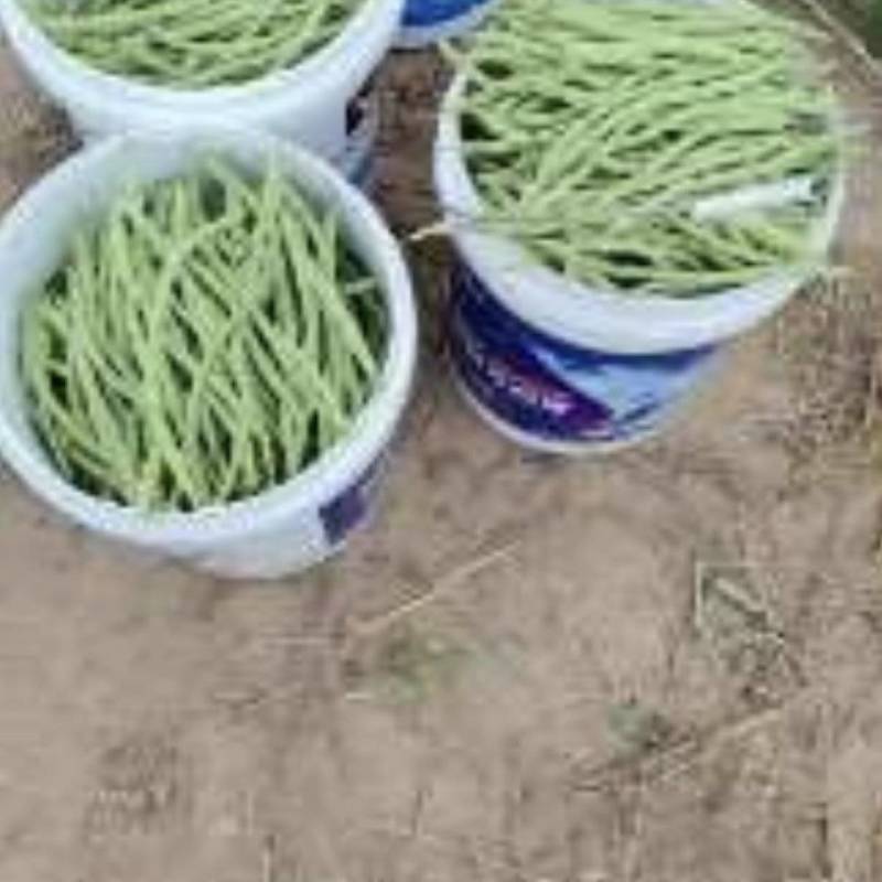 大量出售豆角