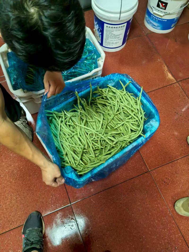 大量出售豆角