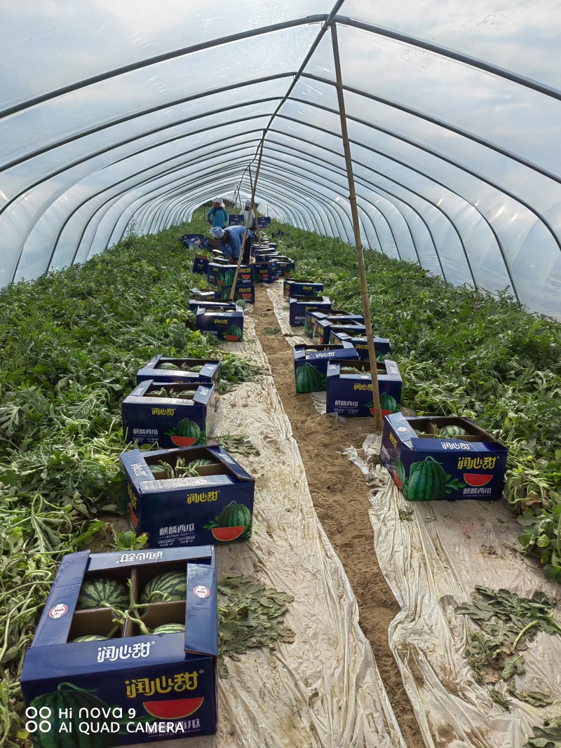 河北无籽美都千亩种植免代办费视频看货