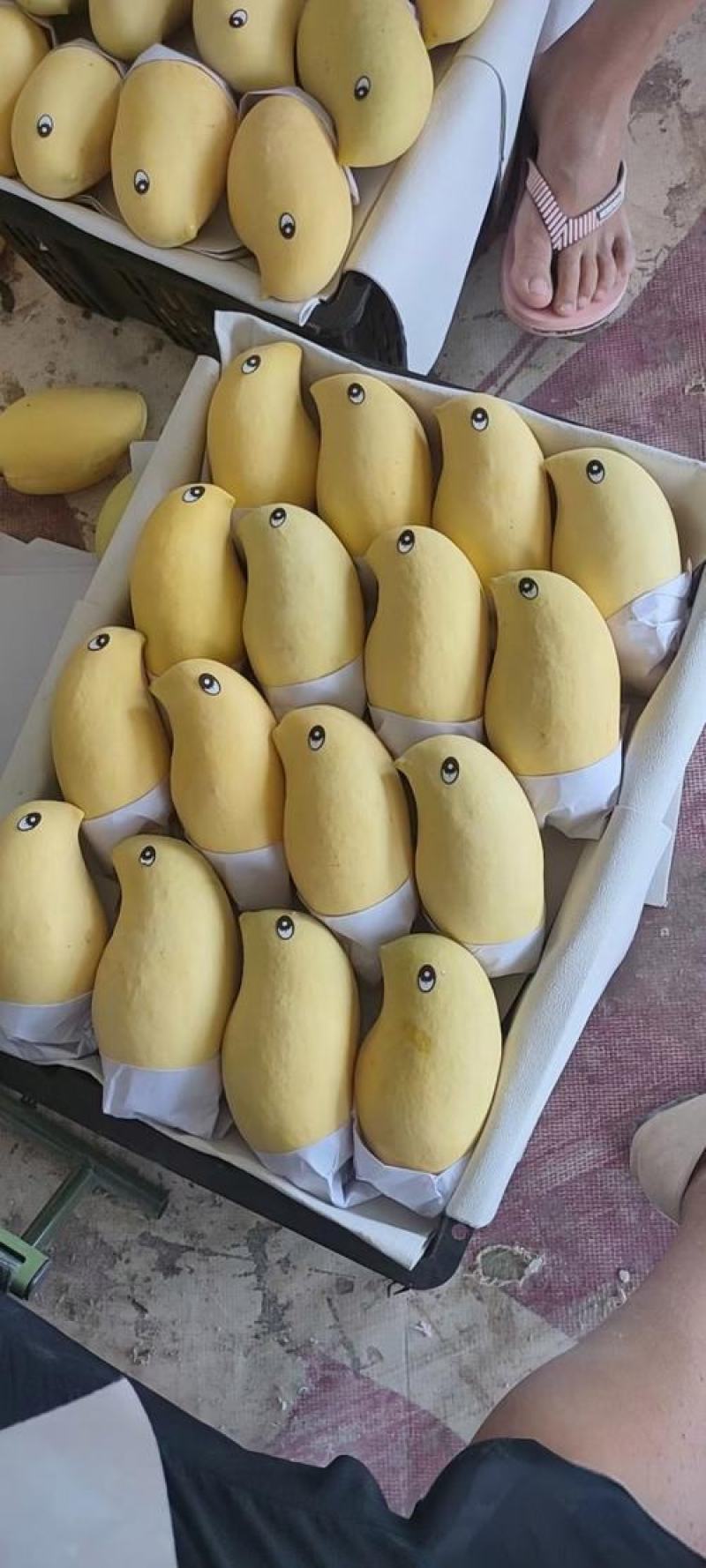 云南芒果