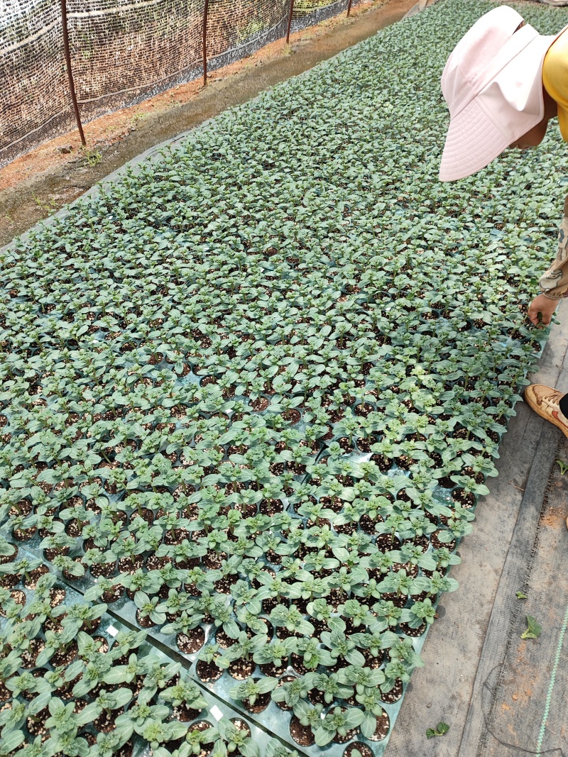 甜王西瓜大量上市