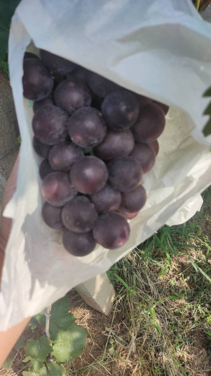 陕西秦岭山下，巨峰葡萄产区，昼夜温差大，果子质量**