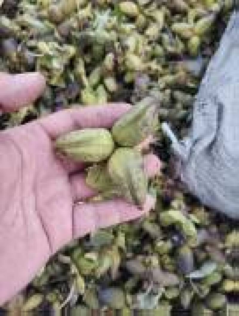 芍药种子品质保证，一件代发，全国发货，可视频看货欢迎电联