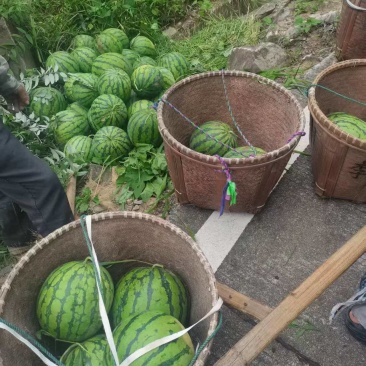 头茬武义高山西瓜，8424露天西瓜