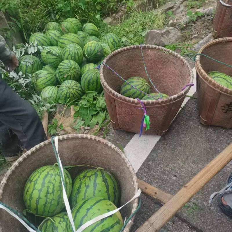 头茬武义高山西瓜，8424露天西瓜