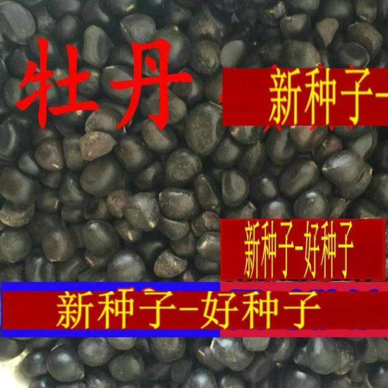 牡丹种子精选育苗种，品质好价格低成活率高，欢迎电联