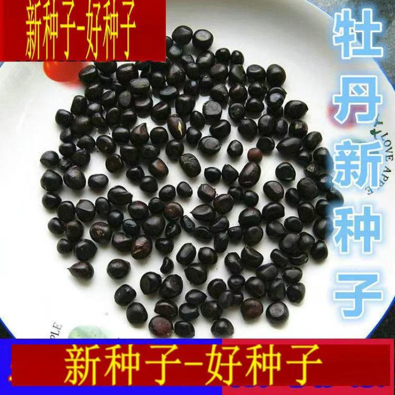 牡丹种子精选育苗种，品质好价格低成活率高，欢迎电联