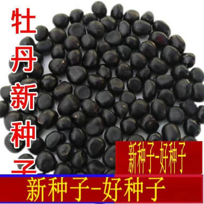 牡丹种子精选育苗种，品质好价格低成活率高，欢迎电联