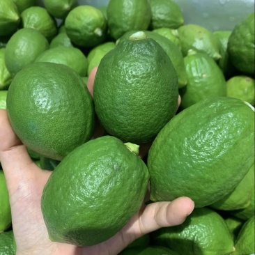 广东香水柠檬批发零售