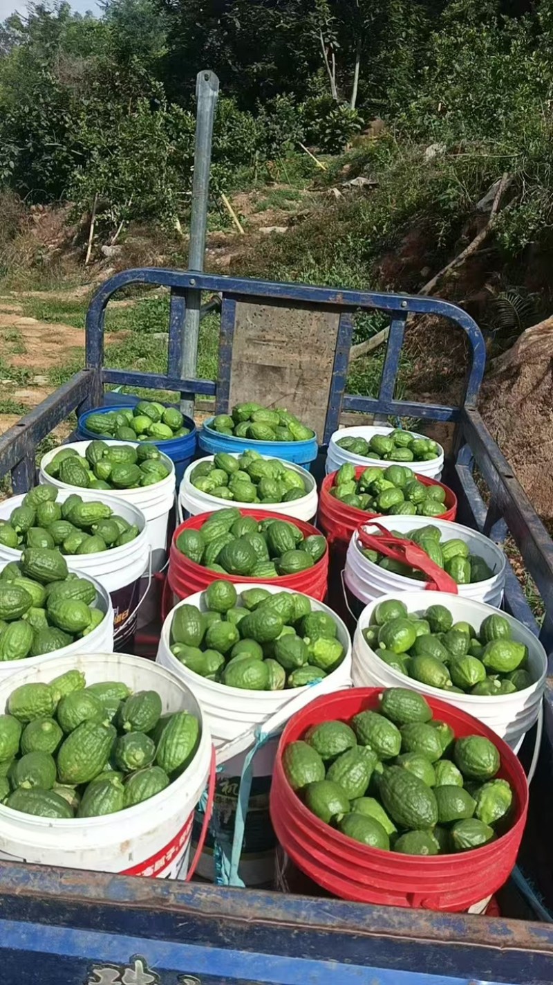 广东香水柠檬批发零售