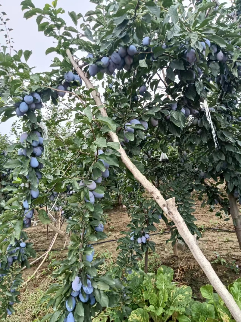 西莓熟了，有需要的请联系我