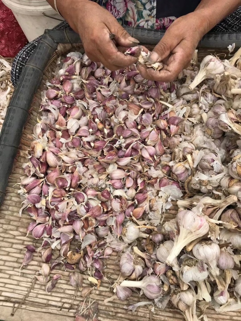 丰县红根蒜苗种子苔蒜种子现货供应质好价低