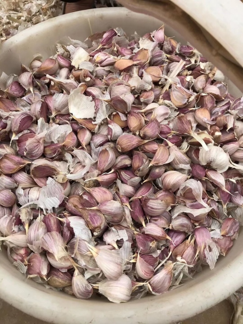 丰县红根蒜苗种子苔蒜种子现货供应质好价低