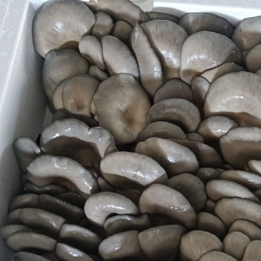 河北鲜平菇