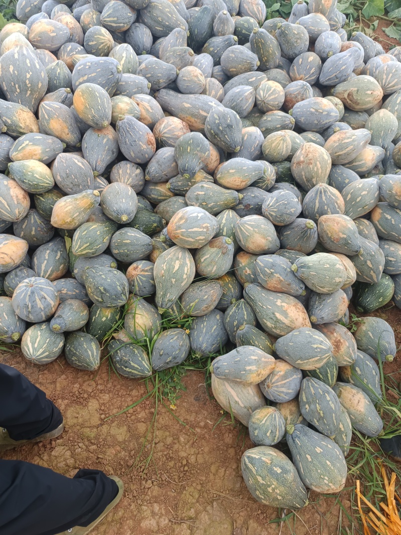香芋南瓜，粉糯香甜，基地直销，供应全国。各批发，电商。