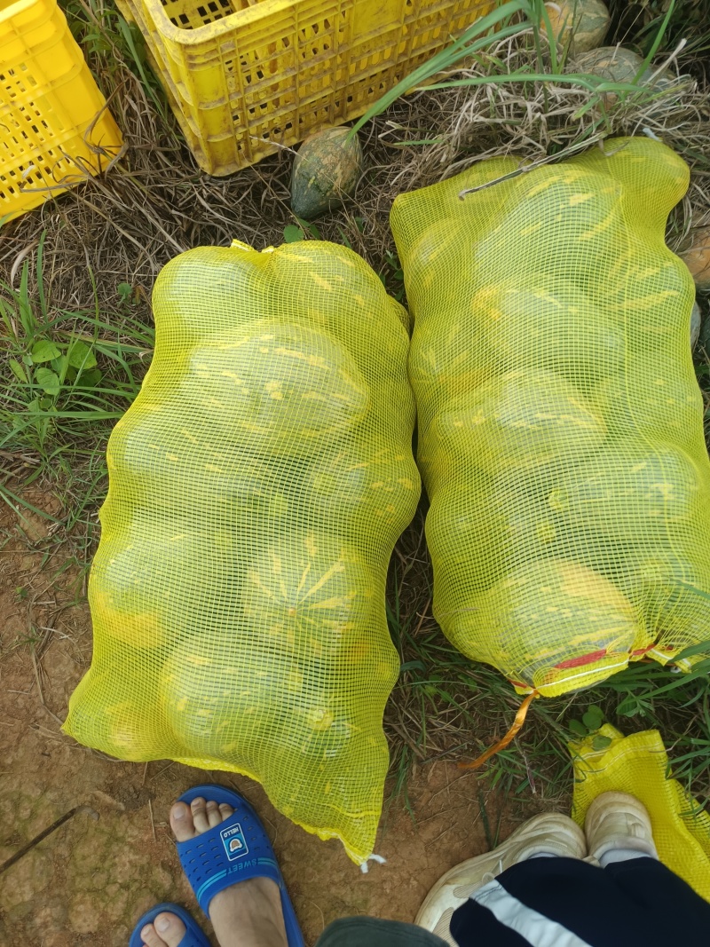 香芋南瓜，粉糯香甜，基地直销，供应全国。各批发，电商。