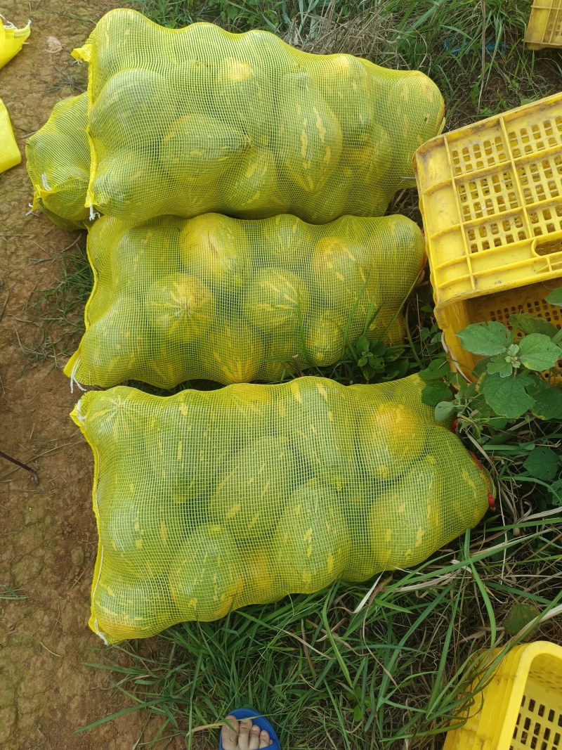 香芋南瓜，粉糯香甜，基地直销，供应全国。各批发，电商。