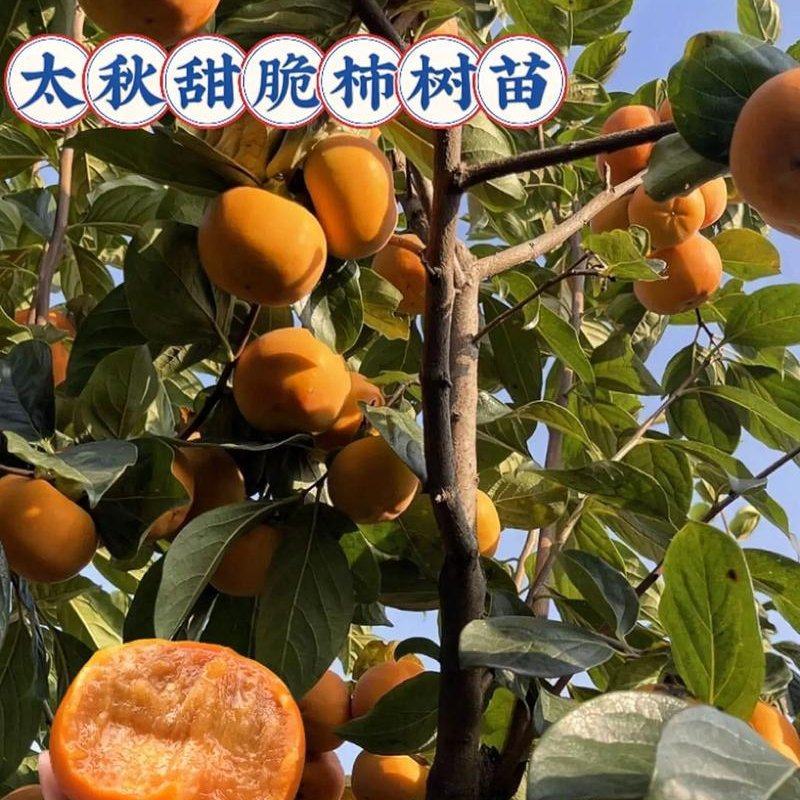 精品太秋柿子树