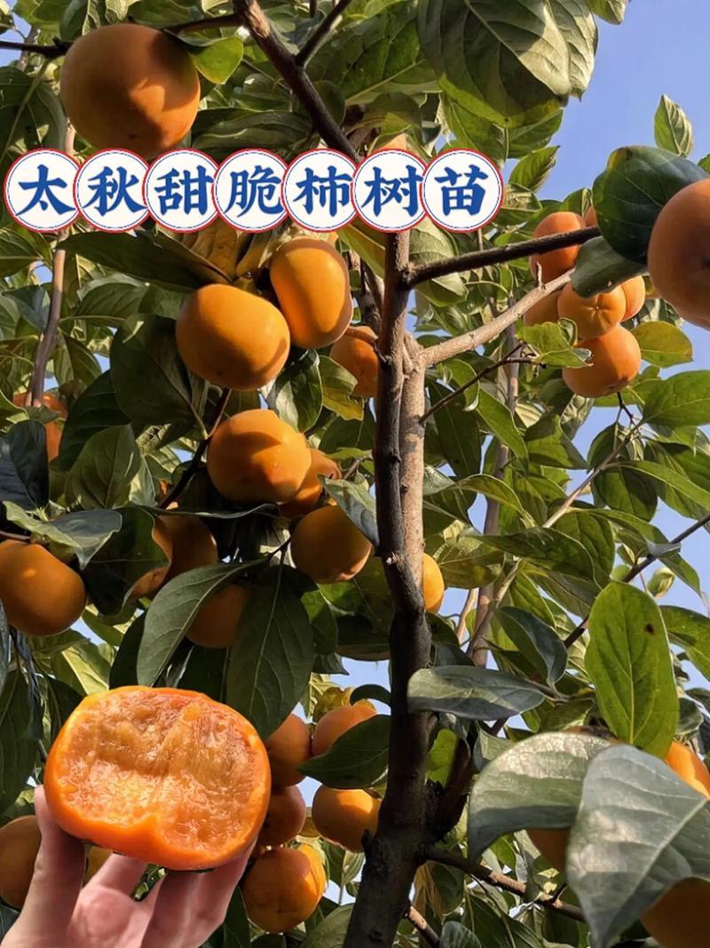 精品太秋柿子树