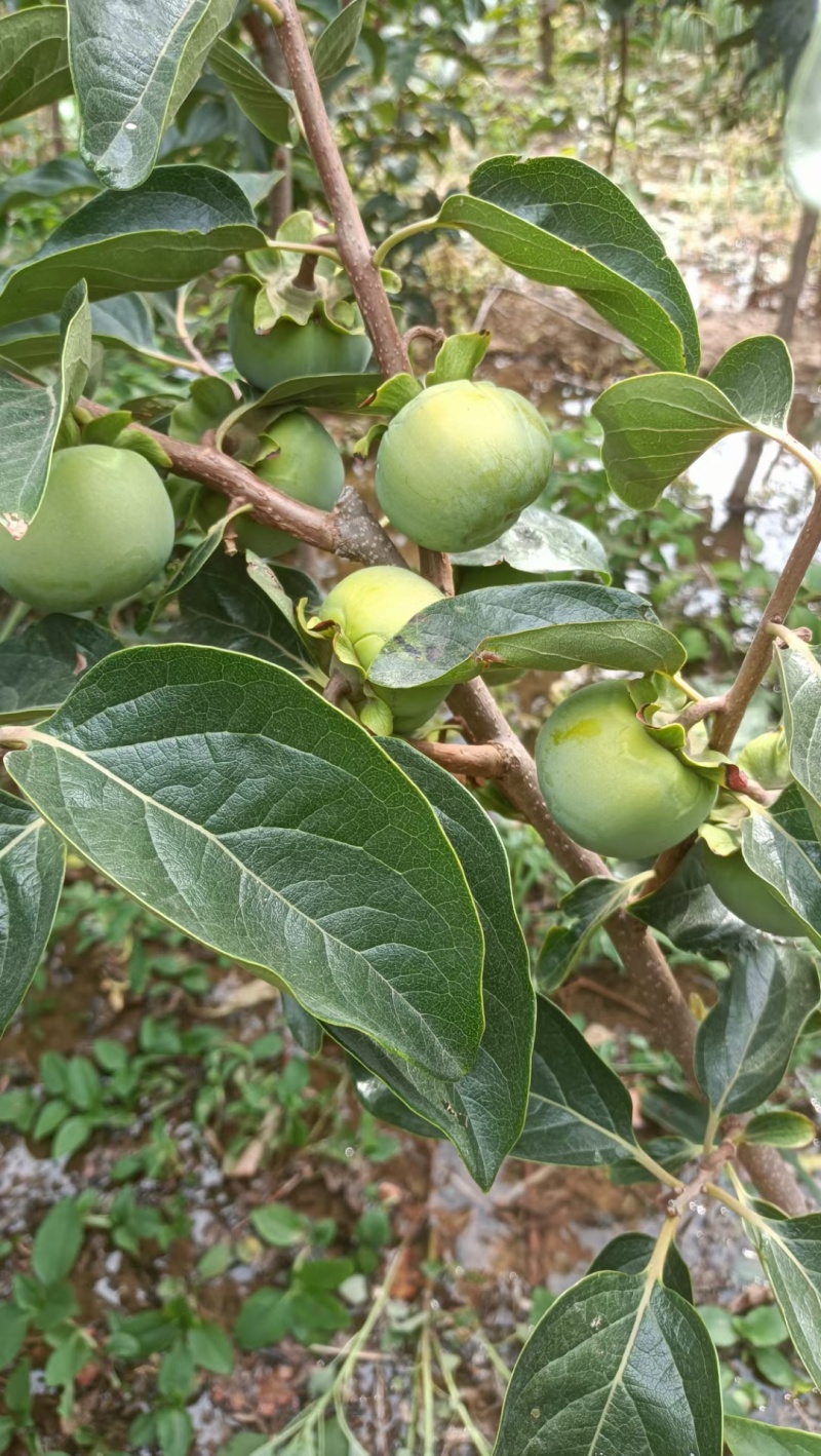 精品太秋柿子树