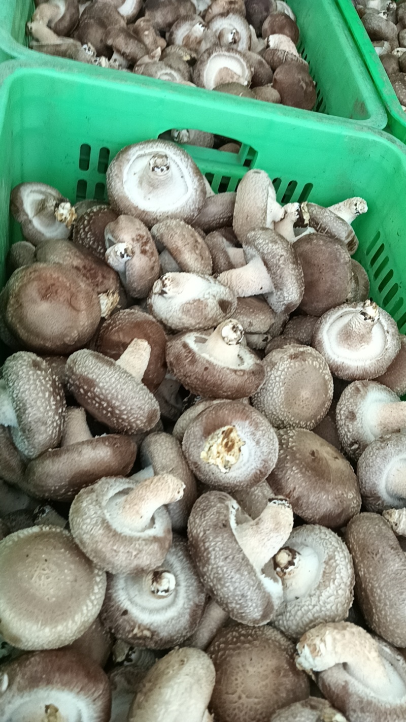 精品香菇白面菇中菇片菇