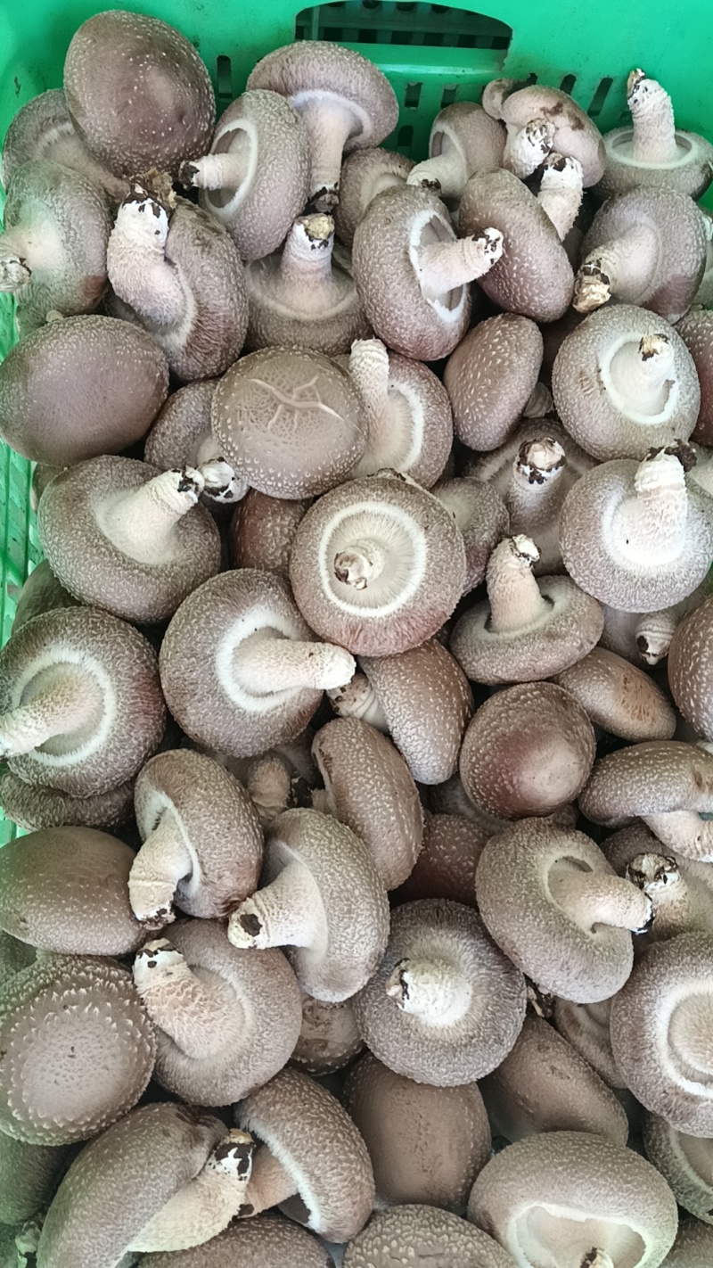 精品香菇白面菇中菇片菇