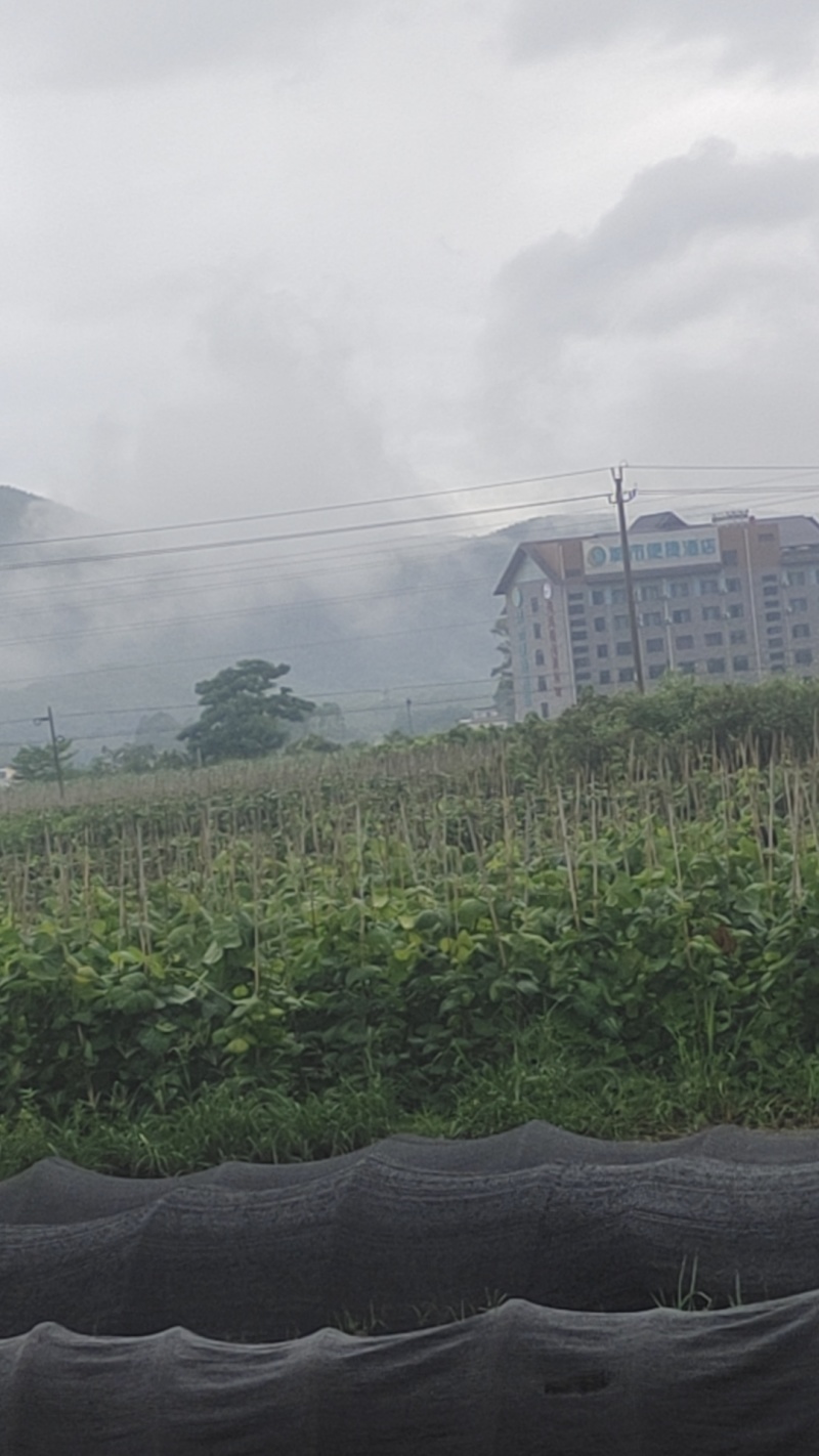 凉薯大量上市